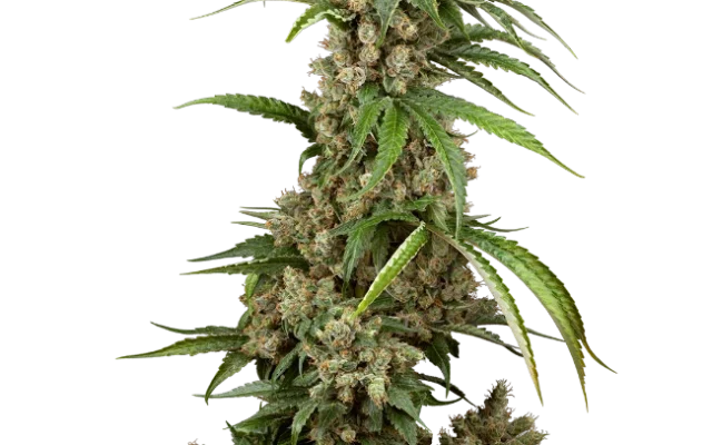 Big Berry Boom Boom Feminized (Sensi Seeds) – Pflanze