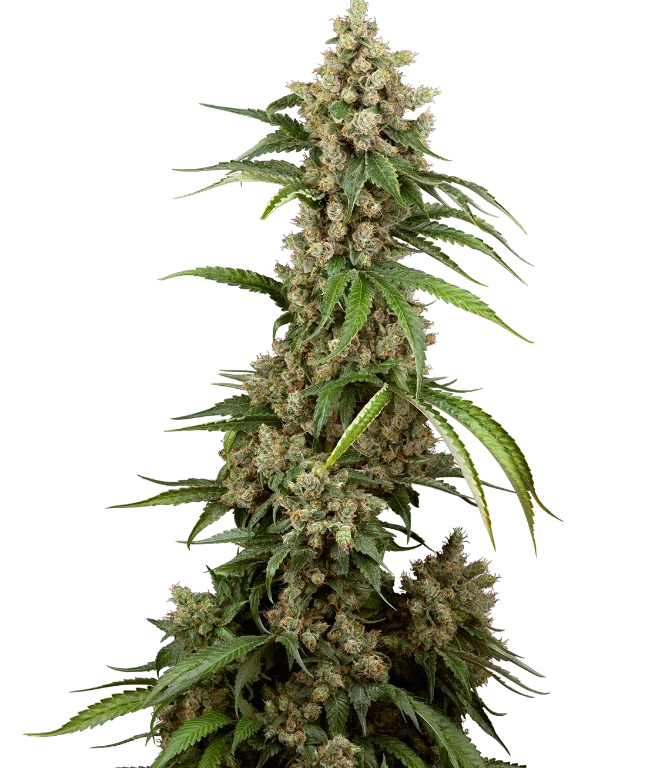 Big Berry Boom Boom Feminized (Sensi Seeds) – Pflanze