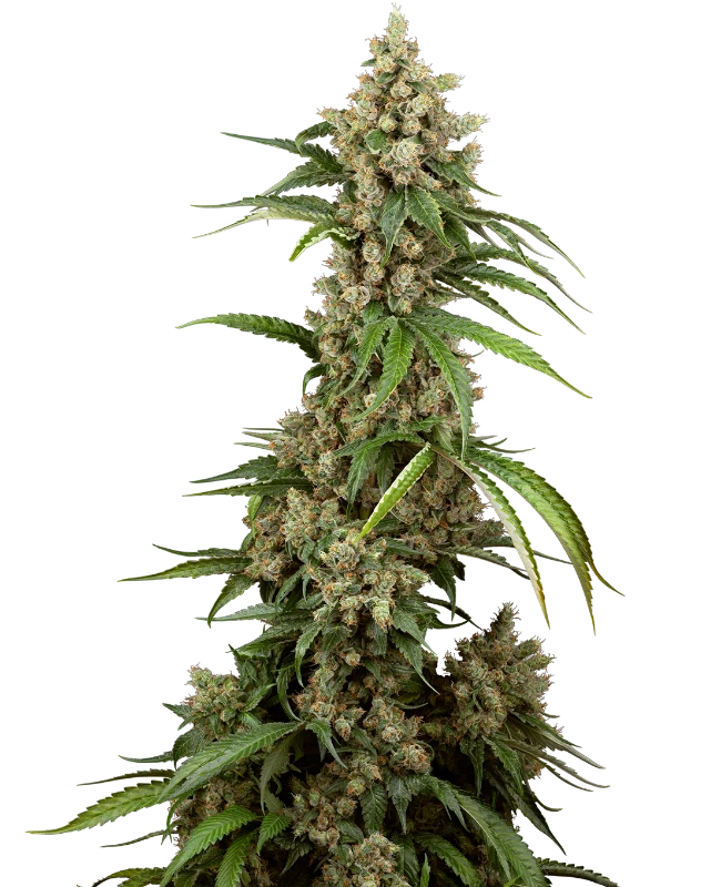 Big Berry Boom Boom Feminized (Sensi Seeds) – Pflanze
