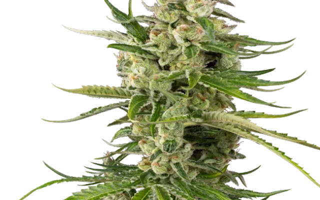 Jackuzzi Feminized (Sensi Seeds) – Pflanze