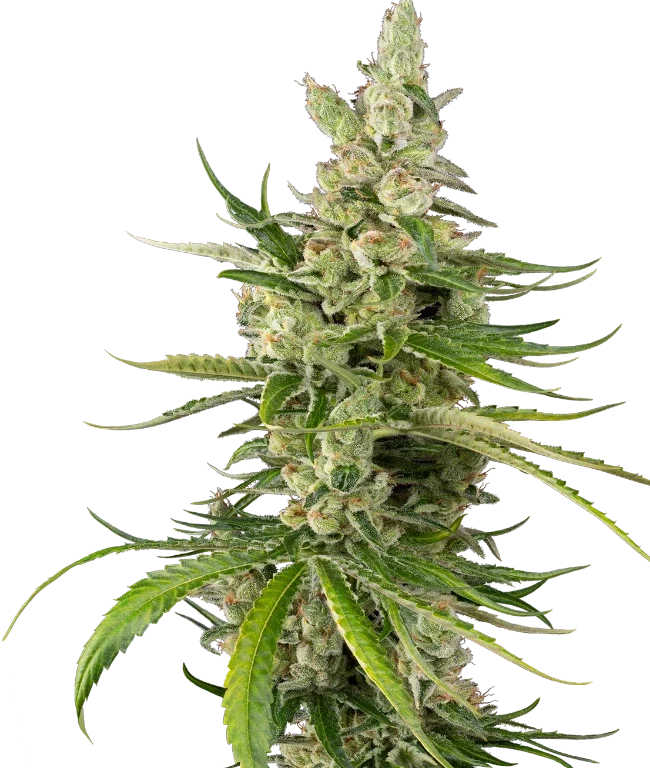 Jackuzzi Feminized (Sensi Seeds) – Pflanze