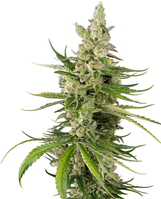 Jackuzzi Feminized (Sensi Seeds) – Pflanze