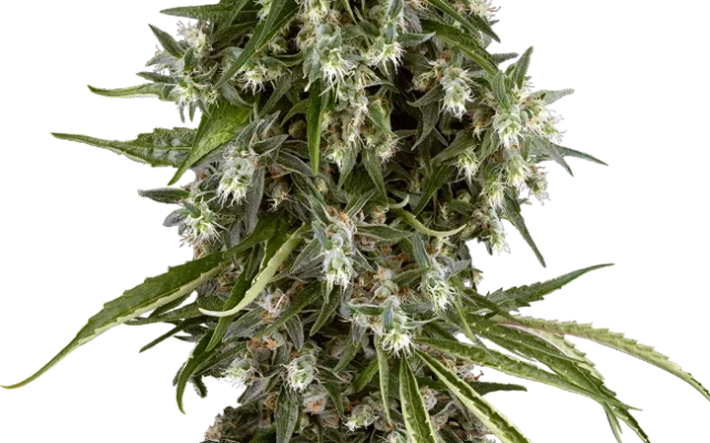 Pineapple Jack Feminized (Sensi Seeds) – Pflanze