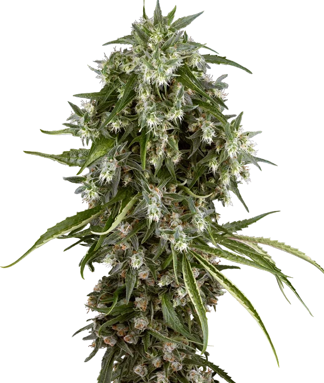 Pineapple Jack Feminized (Sensi Seeds) – Pflanze