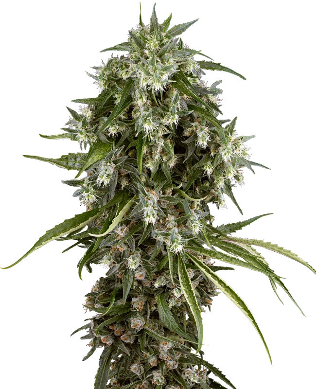 Pineapple Jack Feminized (Sensi Seeds) – Pflanze
