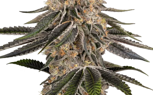 White Orangutan Feminized (Sensi Seeds) – Pflanze