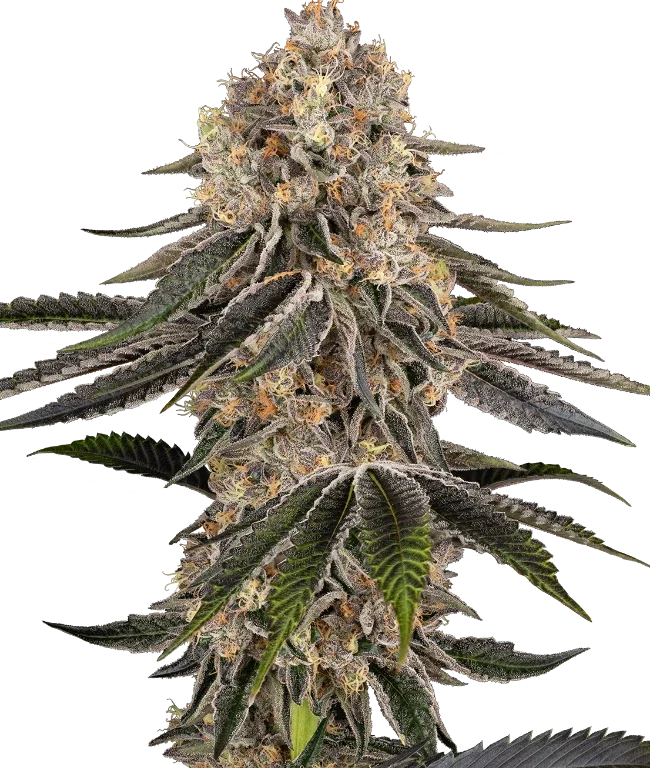 White Orangutan Feminized (Sensi Seeds) – Pflanze