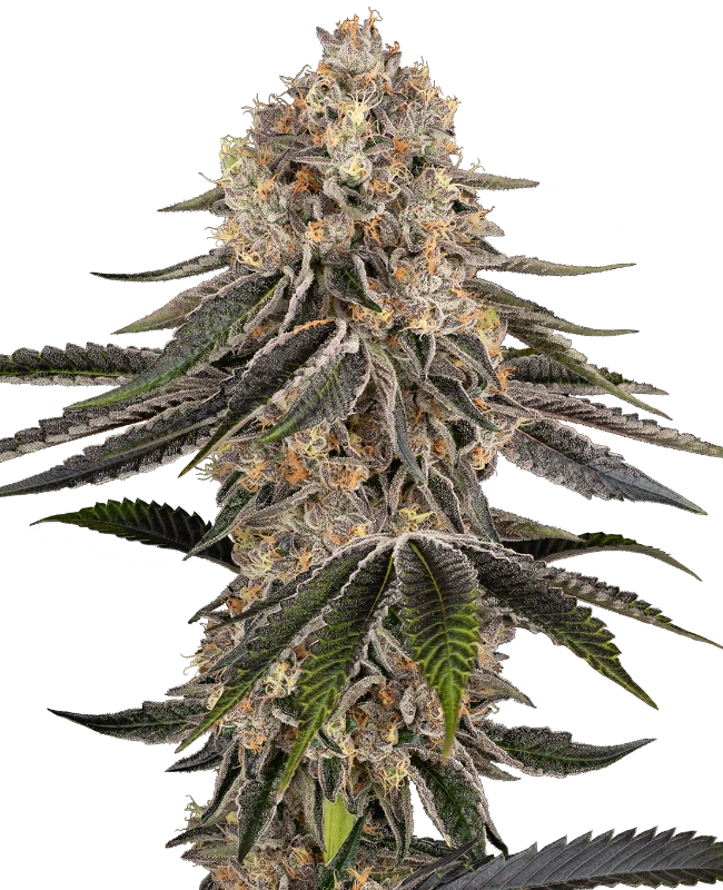 White Orangutan Feminized (Sensi Seeds) – Pflanze