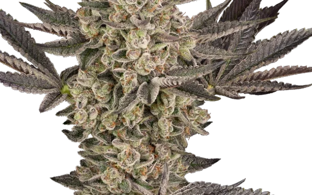 Tropical Butter Sauce Automatic (Sensi Seeds) – Pflanze