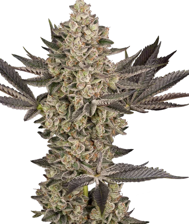 Tropical Butter Sauce Automatic (Sensi Seeds) – Pflanze