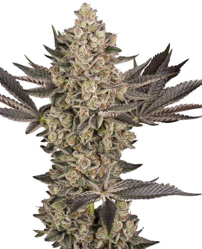 Tropical Butter Sauce Automatic (Sensi Seeds) – Pflanze