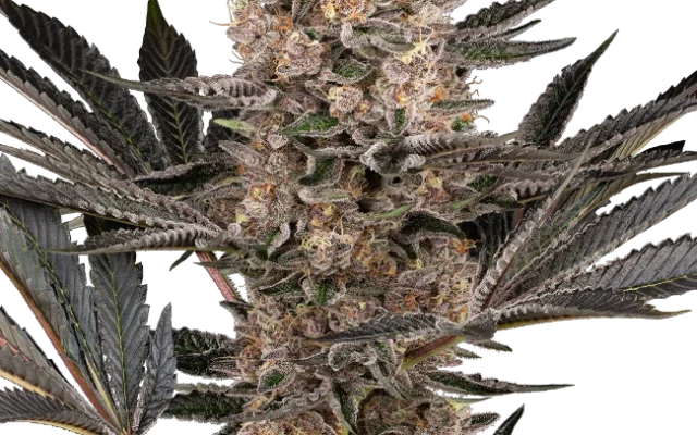 Karate Kid Feminized (Sensi Seeds) – Pflanze