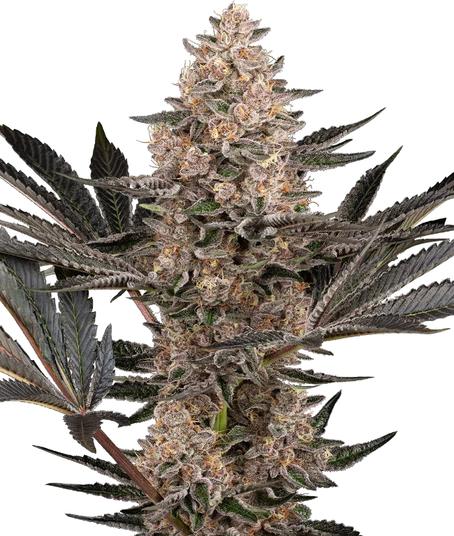 Karate Kid Feminized (Sensi Seeds) – Pflanze