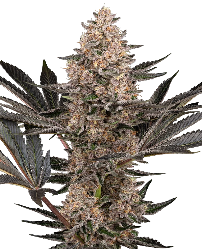 Karate Kid Feminized (Sensi Seeds) – Pflanze