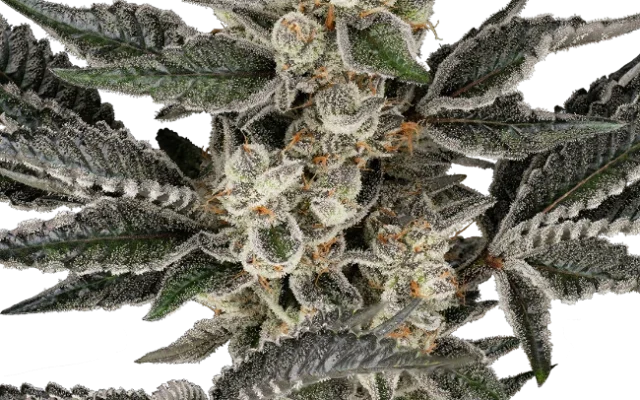 Gremlin's Breath Feminized (Sensi Seeds) – Pflanze