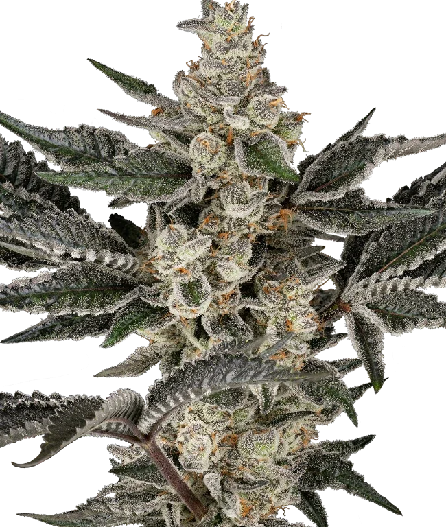 Gremlin's Breath Feminized (Sensi Seeds) – Pflanze