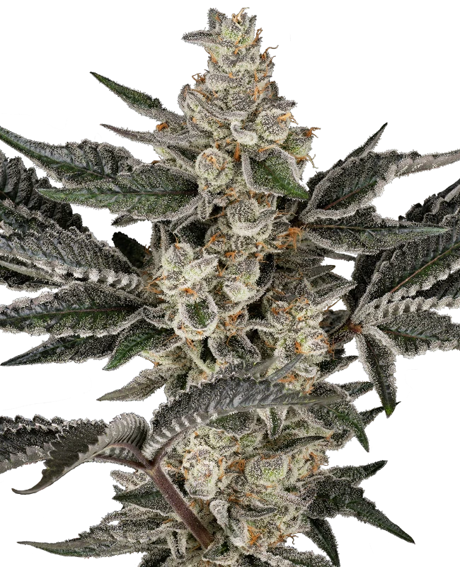 Gremlin's Breath Feminized (Sensi Seeds) – Pflanze