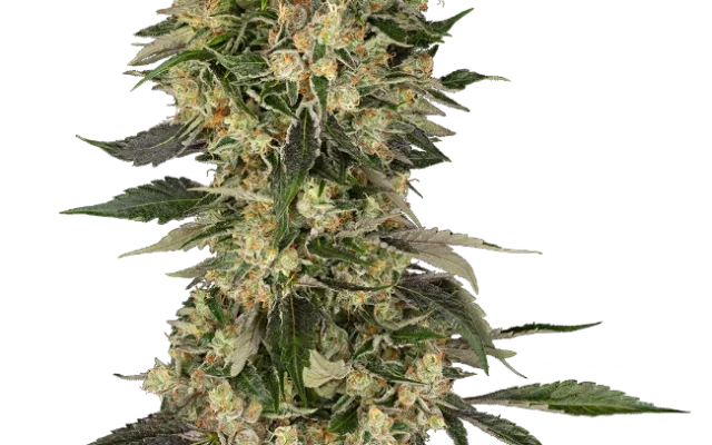 Cobra Hai Feminized (Sensi Seeds) – Pflanze