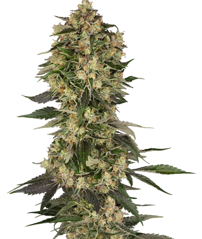 Cobra Hai Feminized (Sensi Seeds) – Pflanze