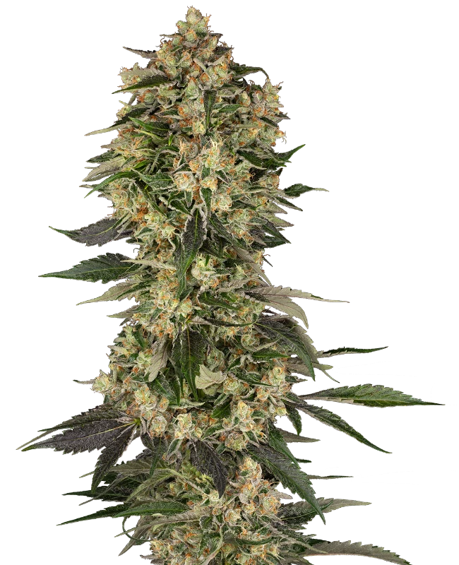 Cobra Hai Feminized (Sensi Seeds) – Pflanze