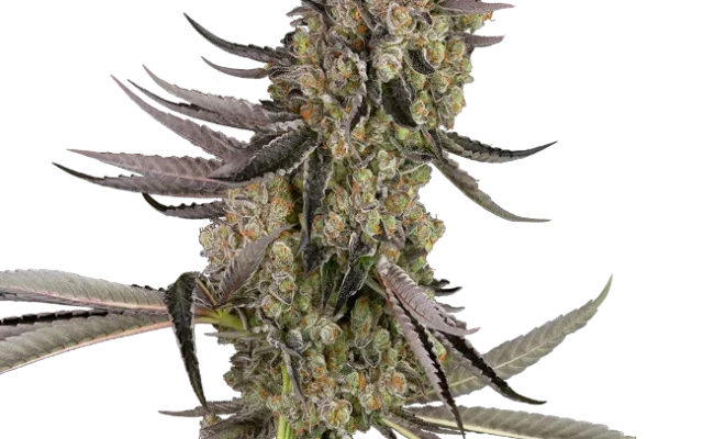 Vlad the Inhaler Feminized (Sensi Seeds) – Pflanze