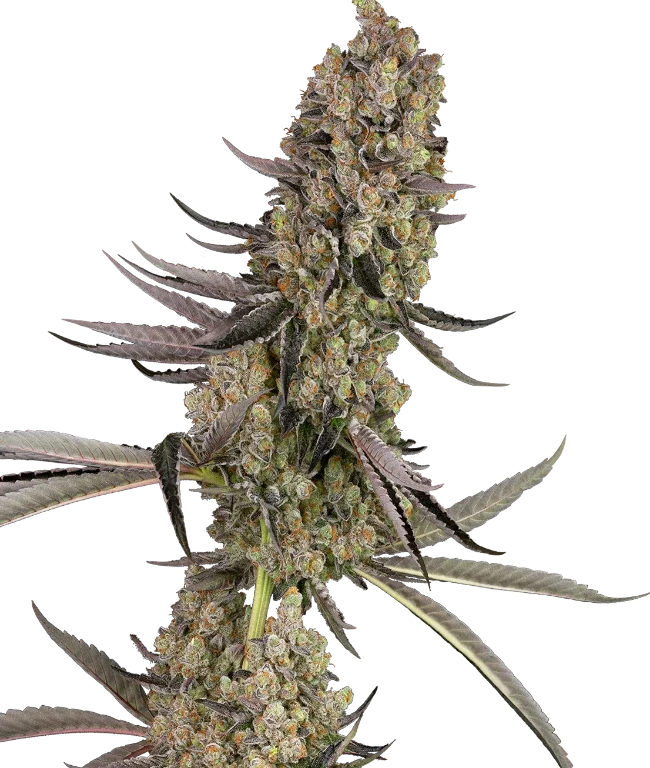 Vlad the Inhaler Feminized (Sensi Seeds) – Pflanze