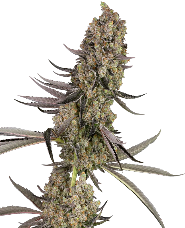 Vlad the Inhaler Feminized (Sensi Seeds) – Pflanze