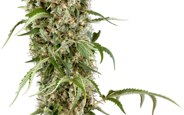 Blackberry Herer Feminized (Sensi Seeds) – Pflanze