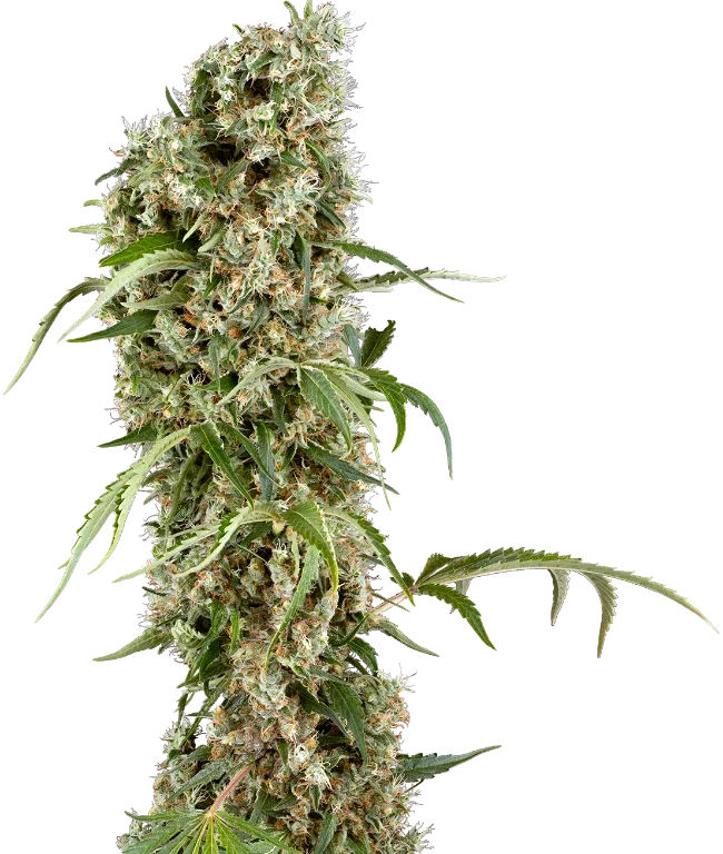Blackberry Herer Feminized (Sensi Seeds) – Pflanze