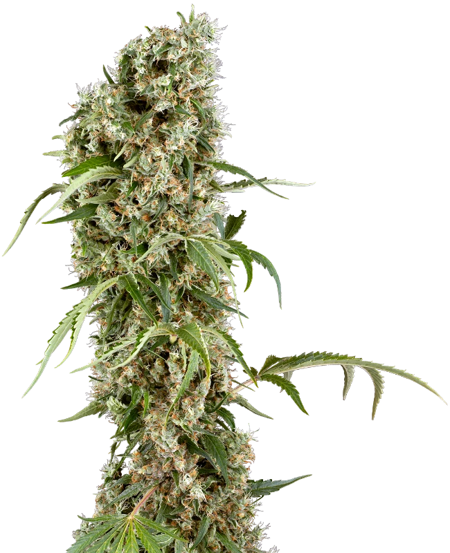 Blackberry Herer Feminized (Sensi Seeds) – Pflanze