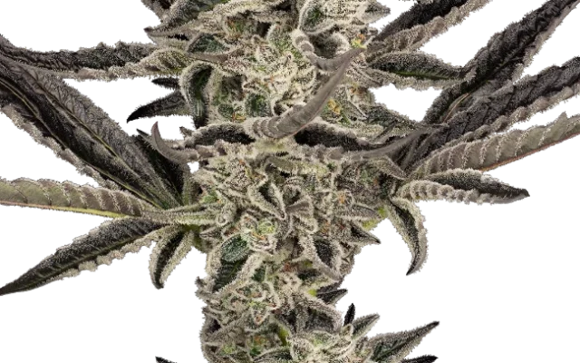 Purple Pickle Automatic (Sensi Seeds) – Pflanze
