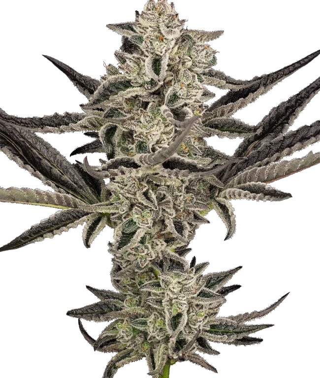 Purple Pickle Automatic (Sensi Seeds) – Pflanze