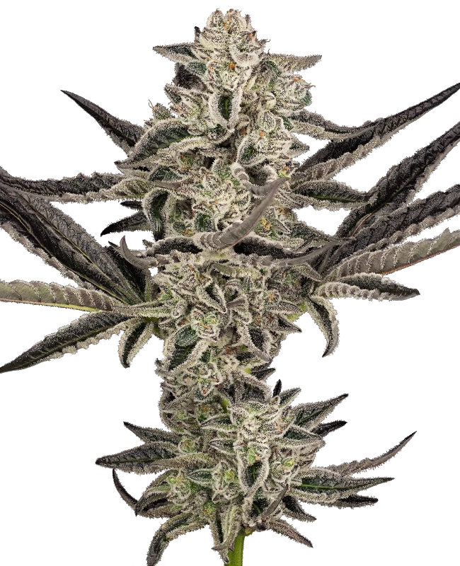 Purple Pickle Automatic (Sensi Seeds) – Pflanze