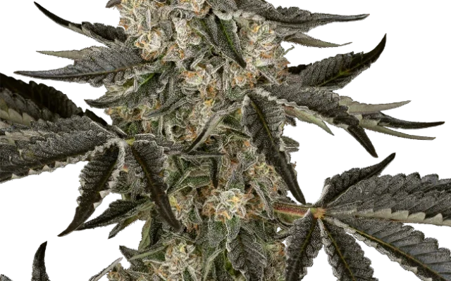 Sauvignon Blanc Automatic (Sensi Seeds) – Pflanze