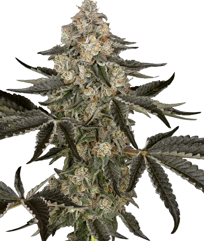 Sauvignon Blanc Automatic (Sensi Seeds) – Pflanze