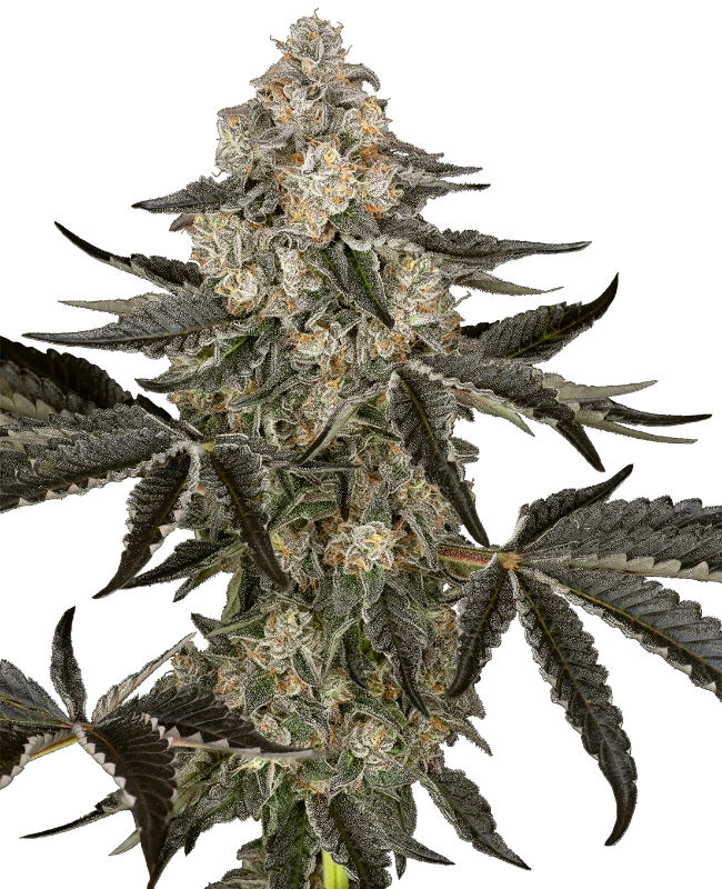 Sauvignon Blanc Automatic (Sensi Seeds) – Pflanze