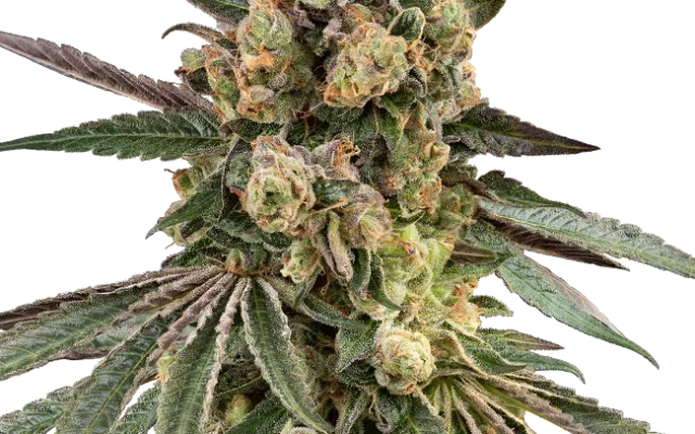 Caramel Pineapple Feminized (Sensi Seeds) – Pflanze