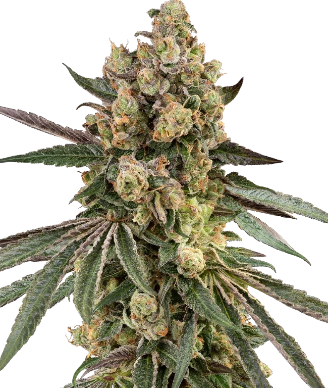 Caramel Pineapple Feminized (Sensi Seeds) – Pflanze