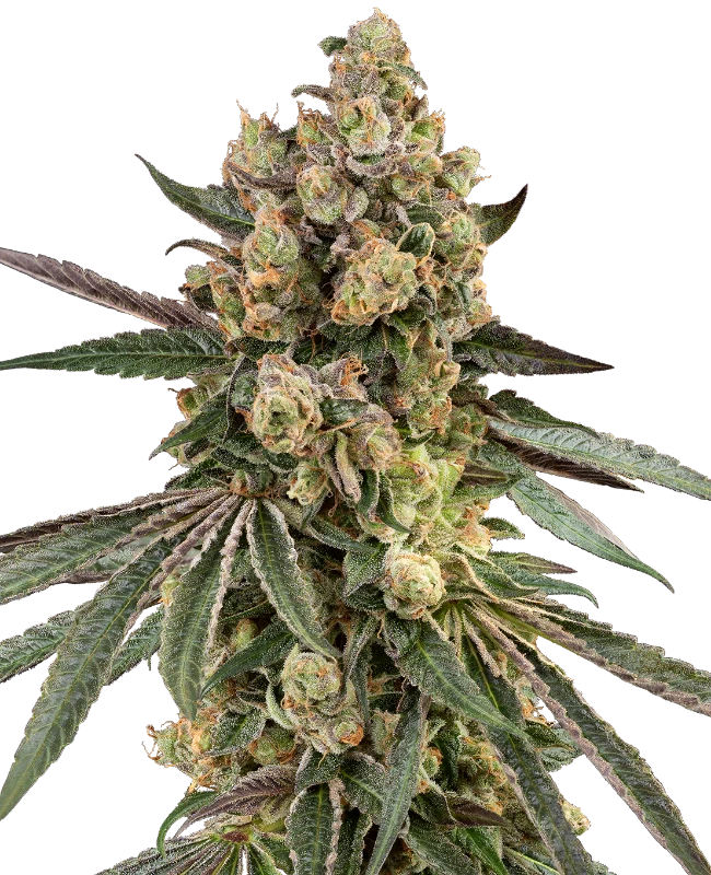 Caramel Pineapple Feminized (Sensi Seeds) – Pflanze