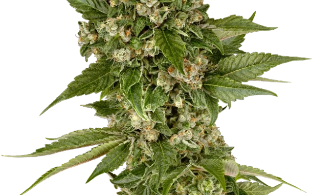 Studio Candy Feminized (Sensi Seeds) – Pflanze