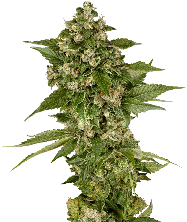 Studio Candy Feminized (Sensi Seeds) – Pflanze