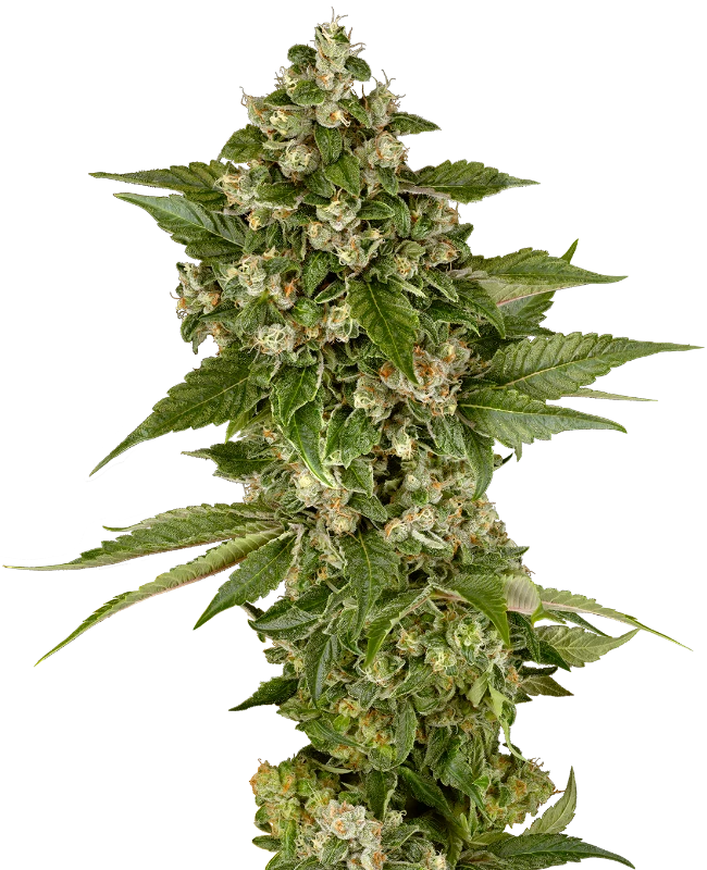Studio Candy Feminized (Sensi Seeds) – Pflanze