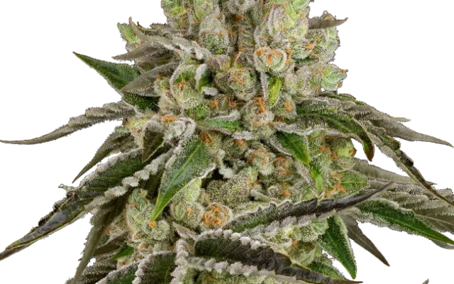 B-Funk Feminized (Sensi Seeds) – Pflanze