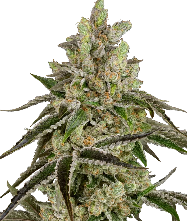 B-Funk Feminized (Sensi Seeds) – Pflanze