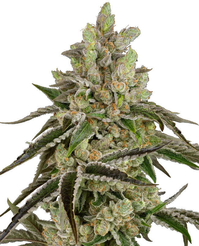 B-Funk Feminized (Sensi Seeds) – Pflanze