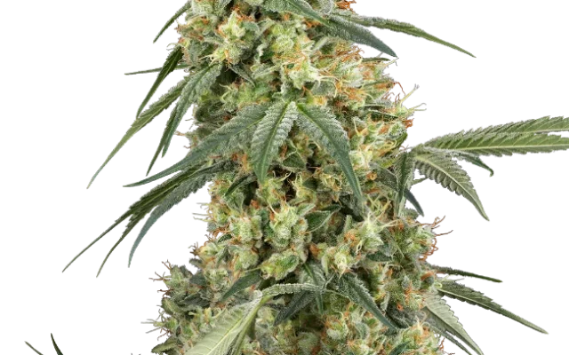 Dough Boy Feminized (Sensi Seeds) – Pflanze