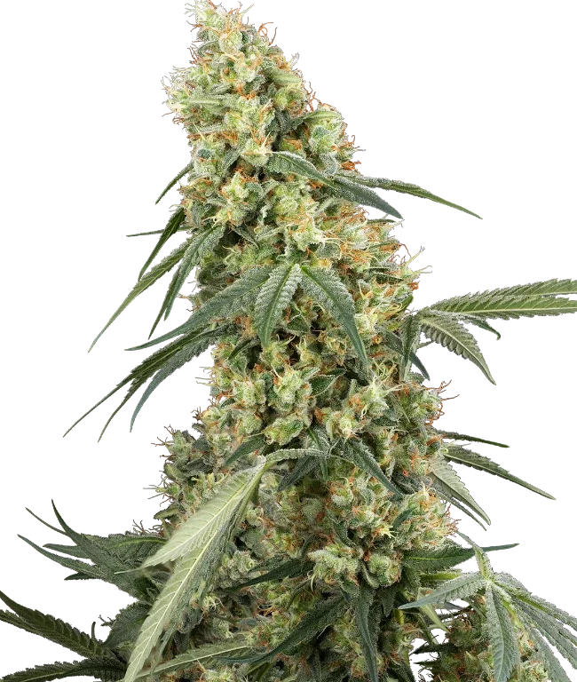 Dough Boy Feminized (Sensi Seeds) – Pflanze