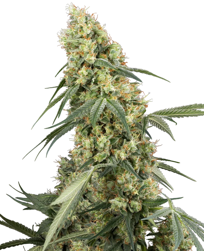 Dough Boy Feminized (Sensi Seeds) – Pflanze