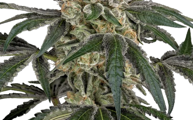 Cereal Killa Feminized (Sensi Seeds) – Pflanze