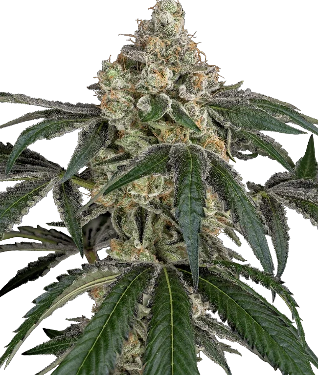 Cereal Killa Feminized (Sensi Seeds) – Pflanze